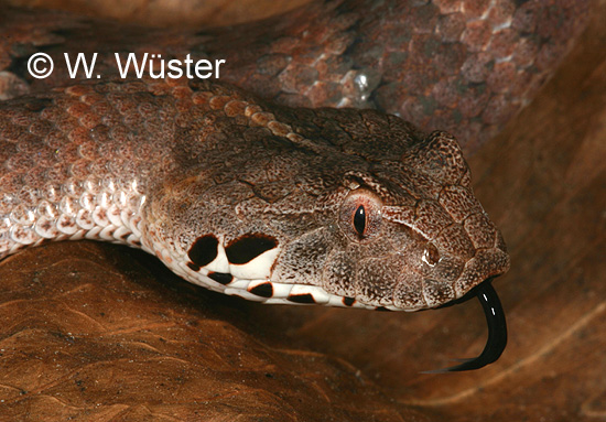 Acanthophis laevis Acanthophis laevis