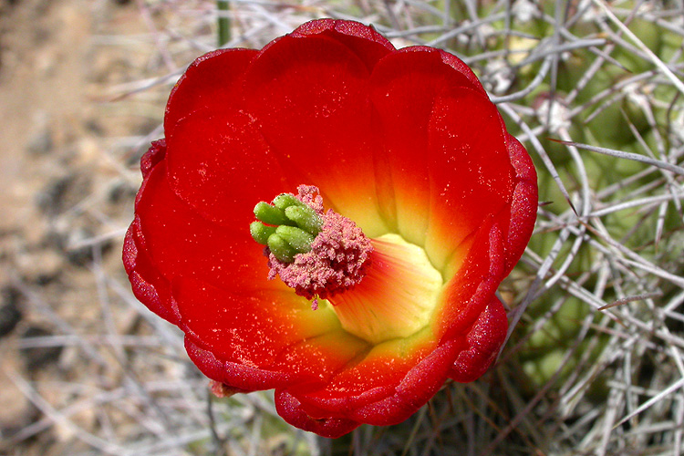 Echinocereus triglochidiatus var. mojavensis