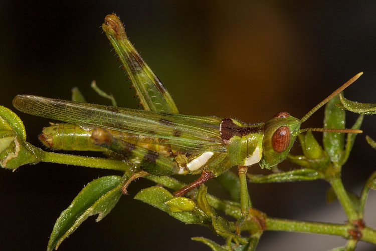 Bootettix argentatus