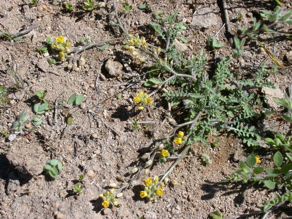 Rorippa columbiae