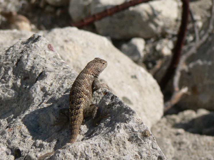 Sceloporus occidentalis Sceloporus occidentalis