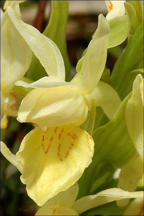 Dactylorhiza sambucina