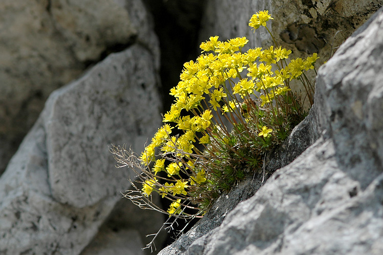 Draba aizoides var. affinis