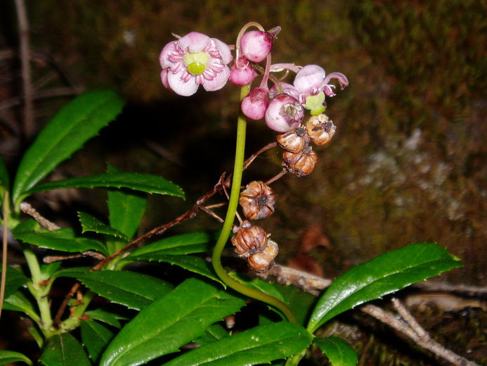 Chimaphila umbellata