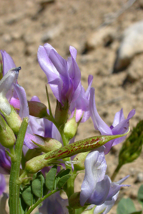 Astragalus beckwithii var. purpureus