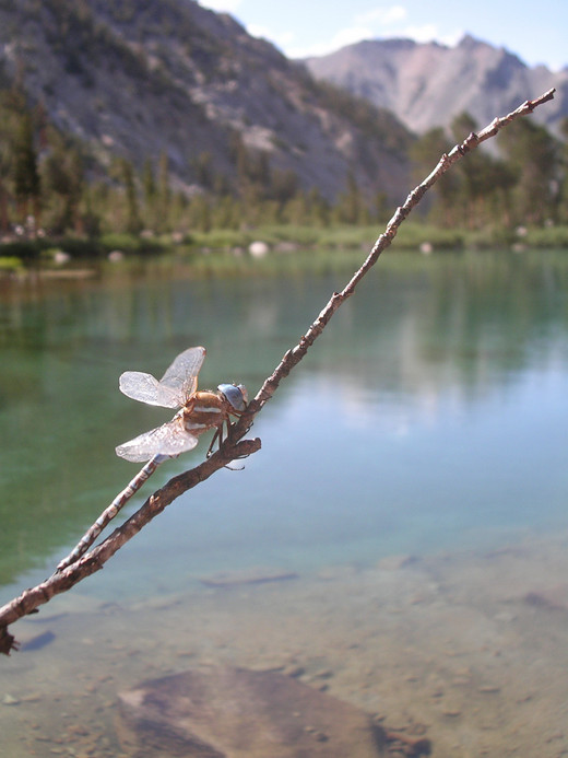 Dragonfly at Robinson Lake in the Sierra Nevada Dragonfly at Robinson Lake in the Sierra Nevada