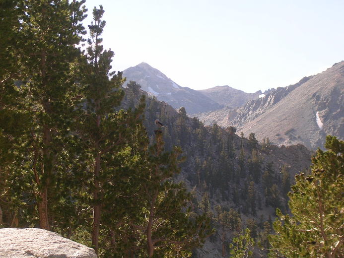 Nucifraga columbiana Nucifraga columbiana