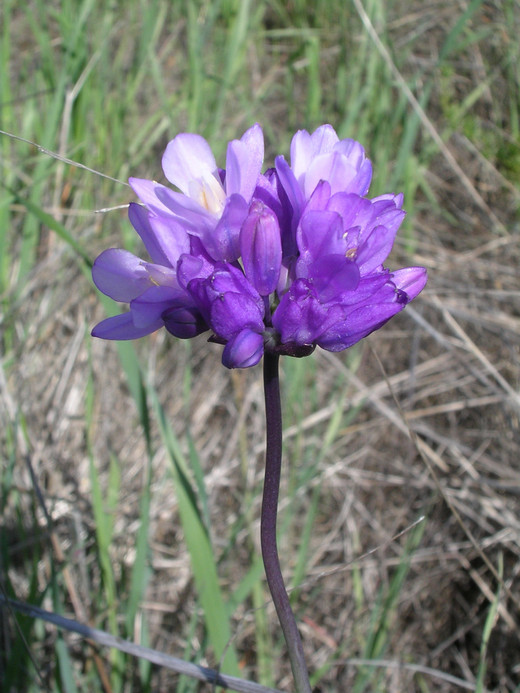 Dipterostemon capitatus