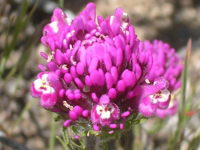 Castilleja exserta Castilleja exserta