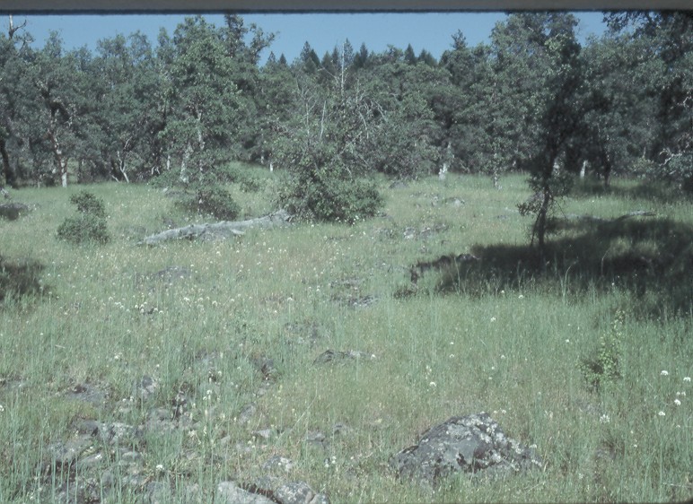 Calochortus syntrophus