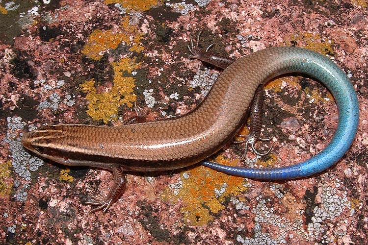 Plestiodon callicephalus