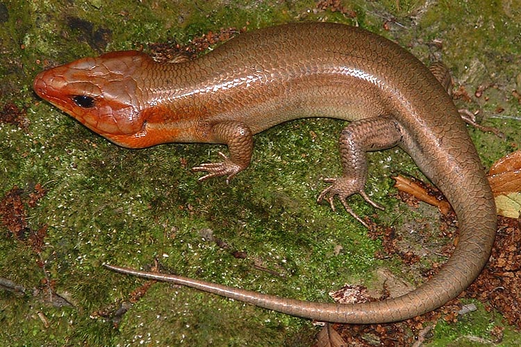 Plestiodon laticeps Plestiodon laticeps
