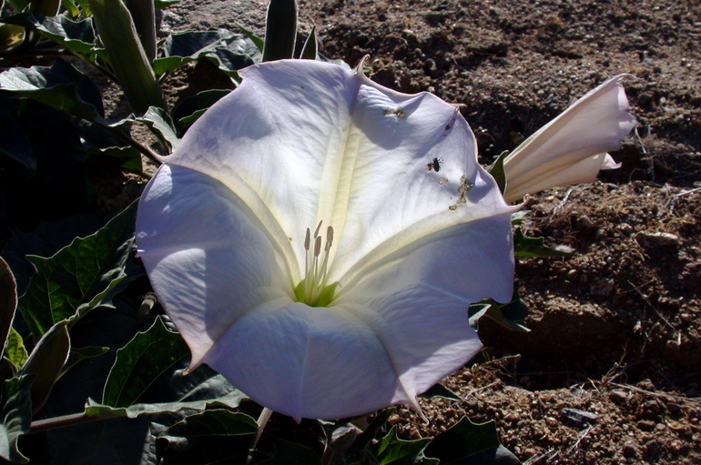 Datura wrightii