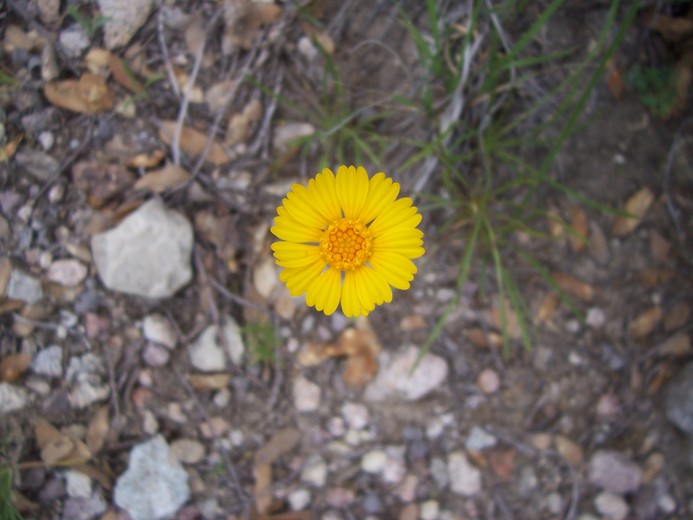 Baileya multiradiata