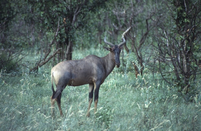 Damaliscus lunatus lunatus