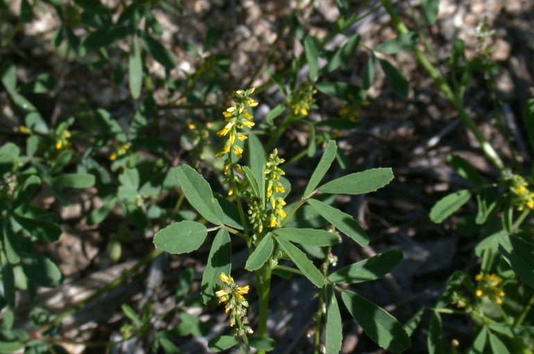Melilotus indicus