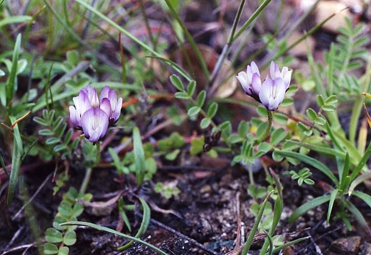 Astragalus breweri Astragalus breweri