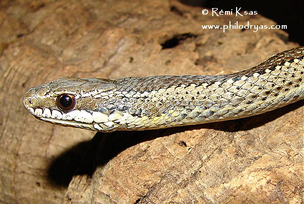 Philodryas chamissonis