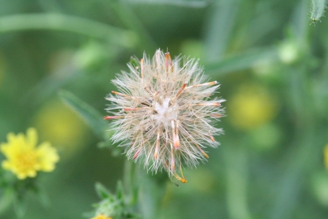 Dittrichia graveolens