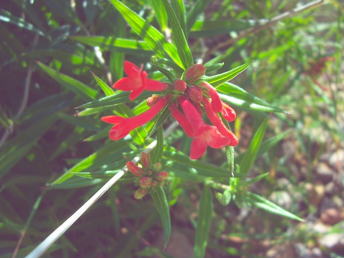 Bouvardia ternifolia