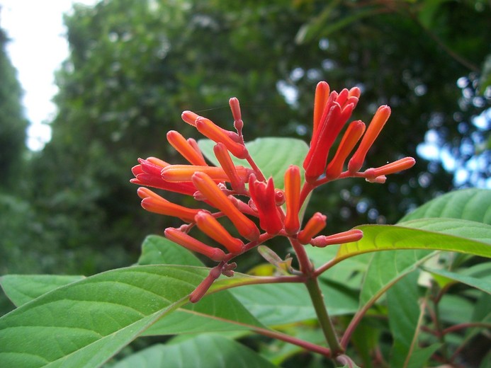 Hamelia patens var. patens Hamelia patens var. patens