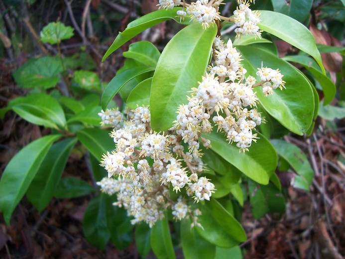 Ardisia escallonioides Ardisia escallonioides