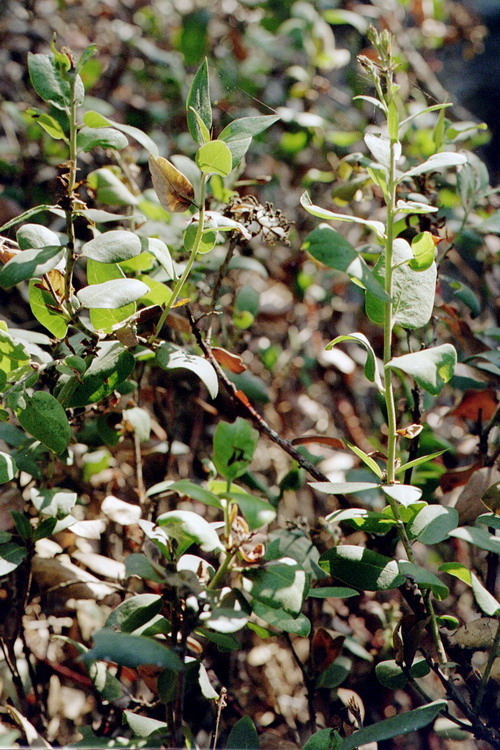 Arctostaphylos crustacea ssp. eastwoodiana