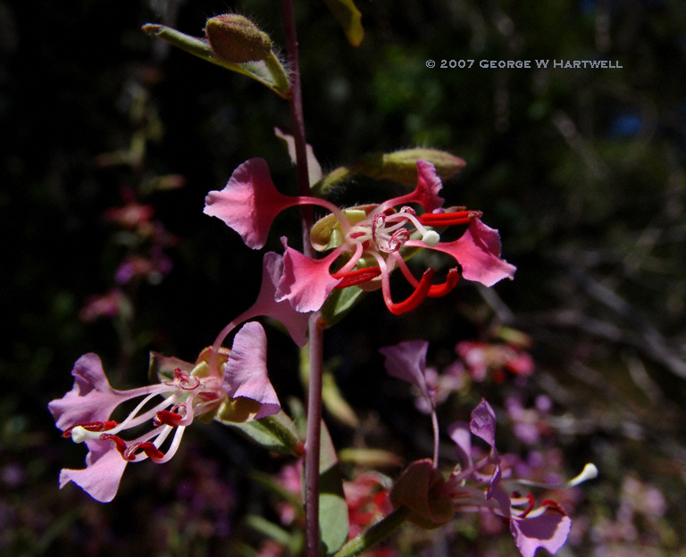 Clarkia unguiculata Clarkia unguiculata