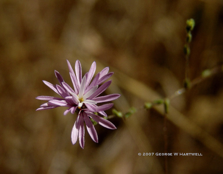 Lessingia nemaclada Lessingia nemaclada