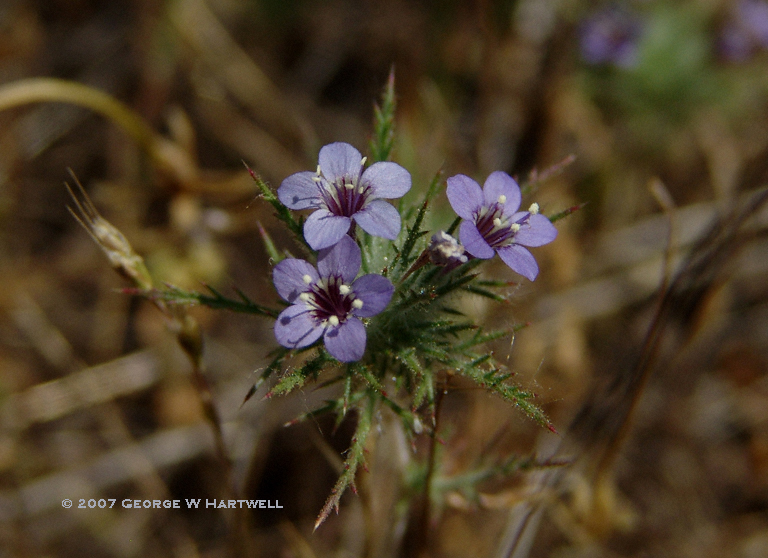 Navarretia pubescens Navarretia pubescens