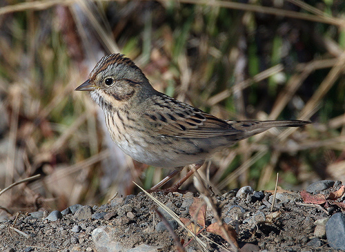 Melospiza lincolnii