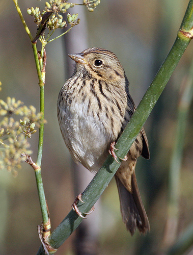 Melospiza lincolnii