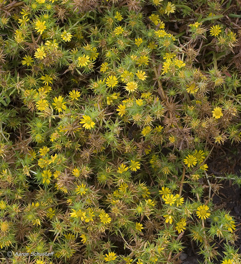 Centromadia parryi ssp. parryi Centromadia parryi ssp. parryi