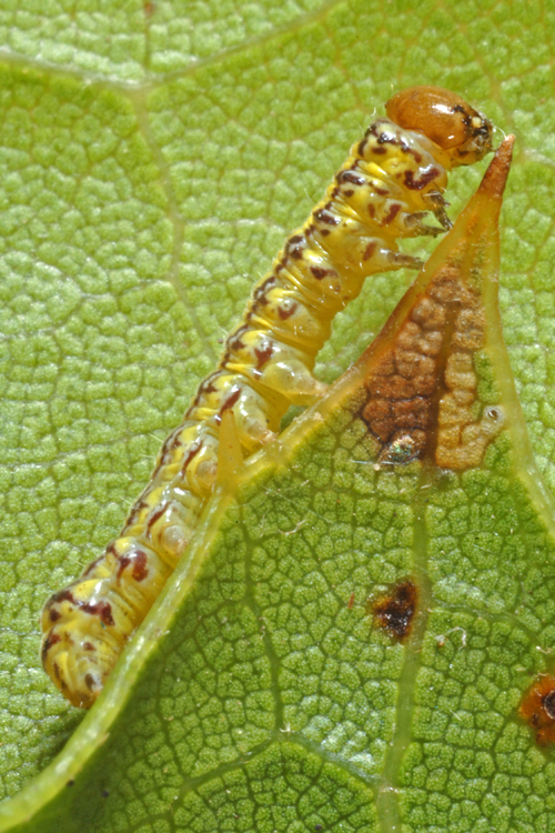 Phryganidia californica Phryganidia californica
