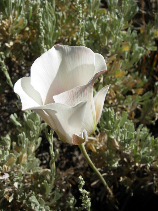 Calochortus nuttallii Calochortus nuttallii