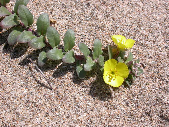 Camissonia cheiranthifolia ssp. cheiranthifolia