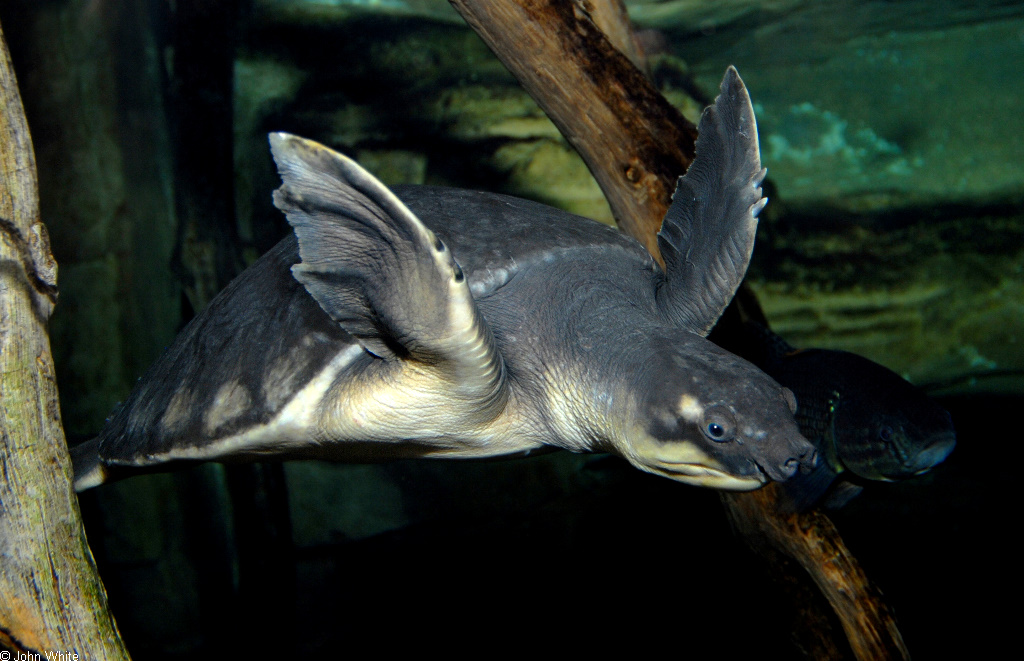 Carettochelys insculpta