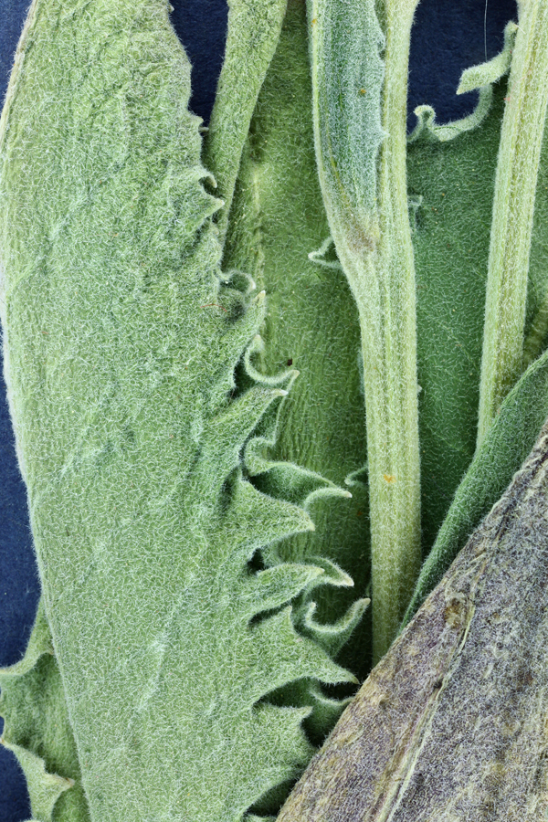 Crepis bakeri