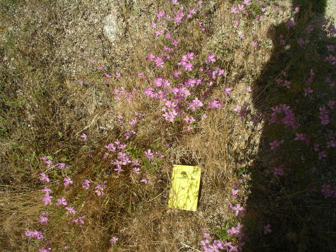 Clarkia biloba ssp. brandegeeae Clarkia biloba ssp. brandegeeae