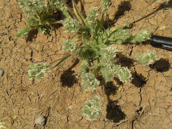 Orcuttia viscida Orcuttia viscida