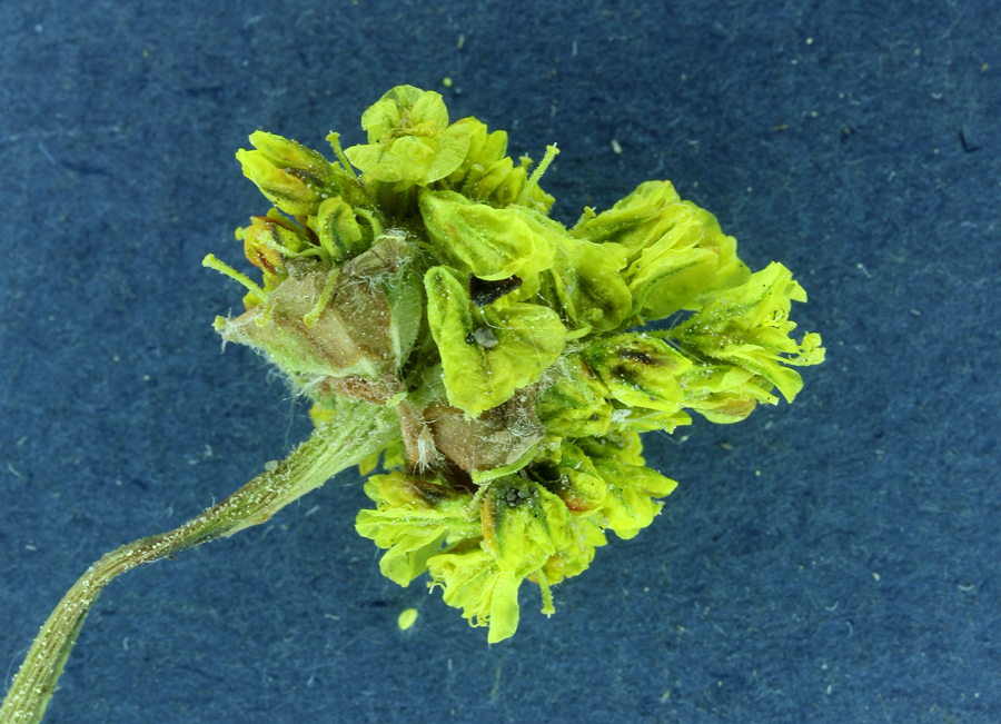 Eriogonum rosense