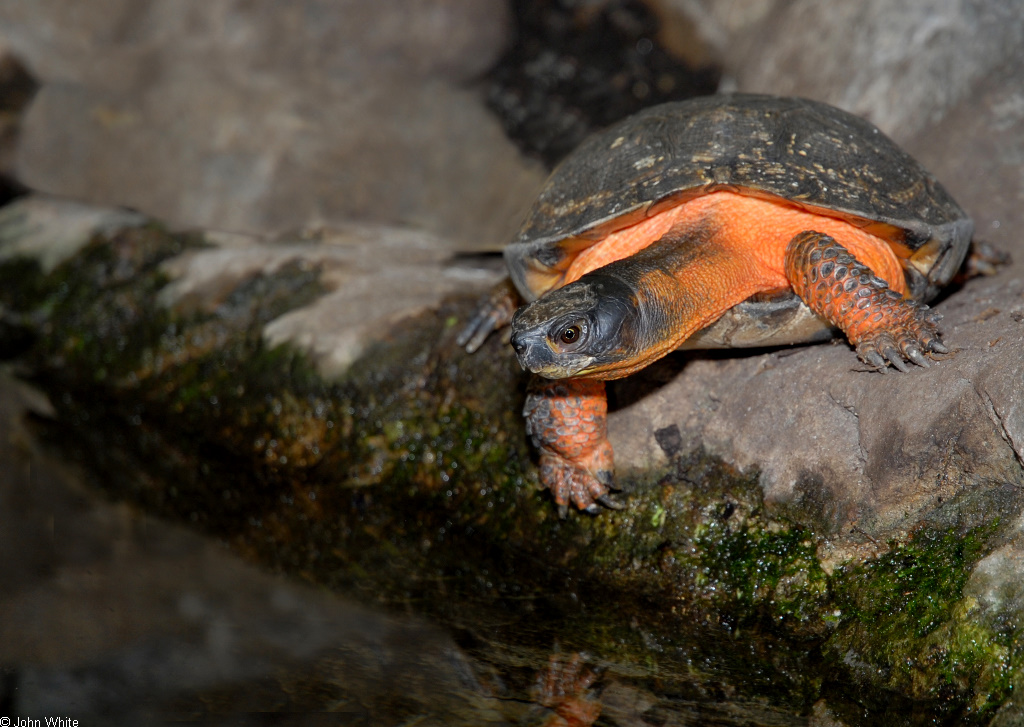 Glyptemys insculpta