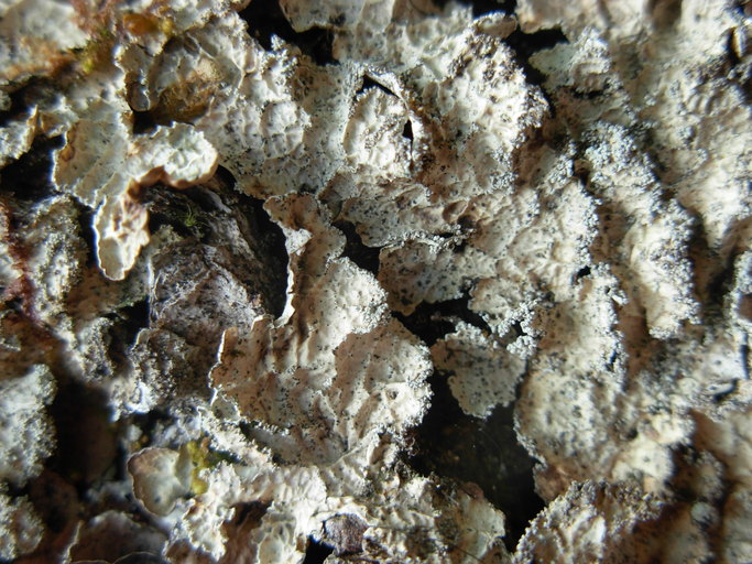 Nephroma occultum Nephroma occultum