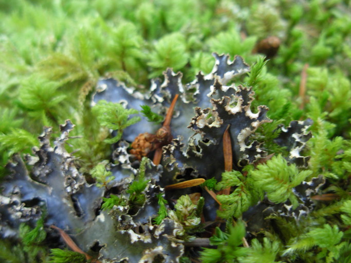 Peltigera pacifica Peltigera pacifica