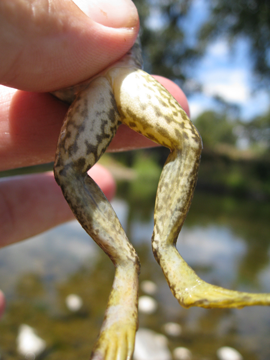 Rana catesbeiana Rana catesbeiana