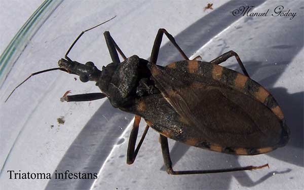 Triatoma infestans