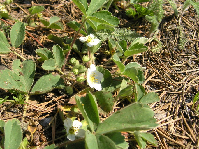 Fragaria virginiana Fragaria virginiana