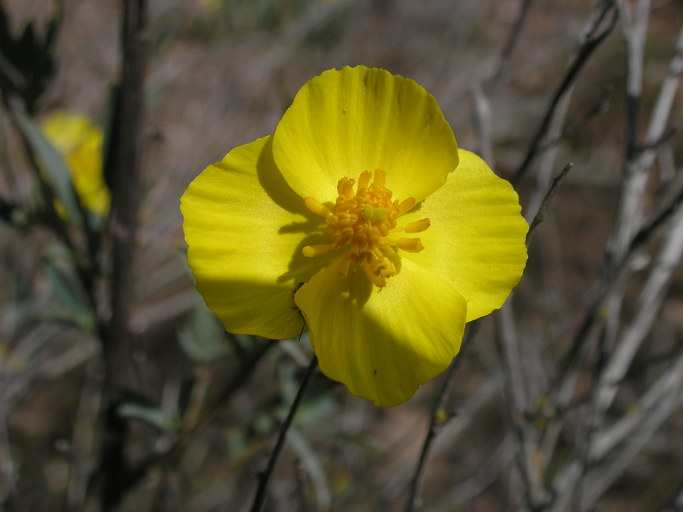 Dendromecon rigida Dendromecon rigida