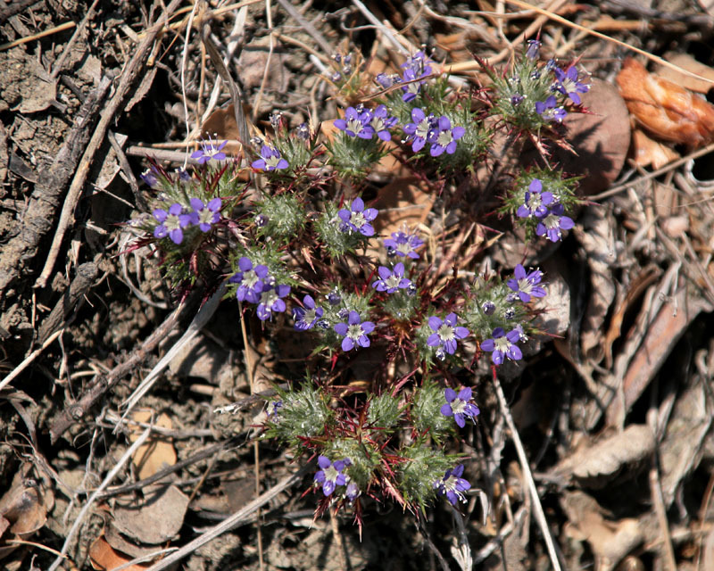 Navarretia mitracarpa