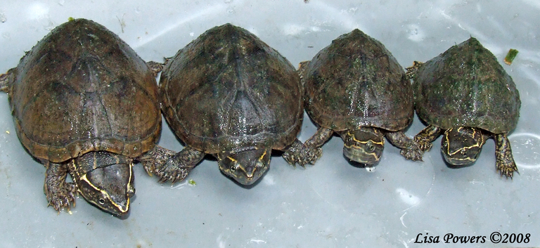 Sternotherus odoratus